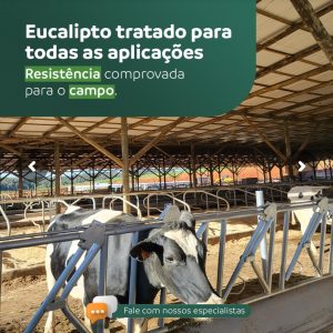 Eucalipto Roliço tratado